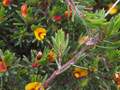 Pultenaea tenuifolia p Denzel Murfet Monarto CP